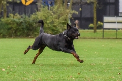 Examens DWG Palmerswaard
