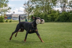 Hamlet